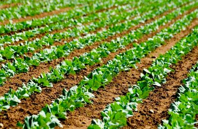 Оподаткування доходів фізосіб від продажу земель для ведення ОСГ